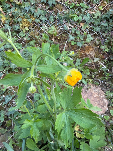 Wooly Buttercup (Ranunculus lanuginosus)
