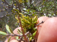 Korthalsella clavata