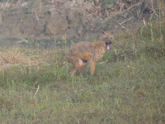 Canis aureus indicus