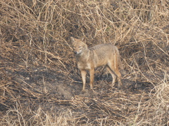 Canis aureus indicus