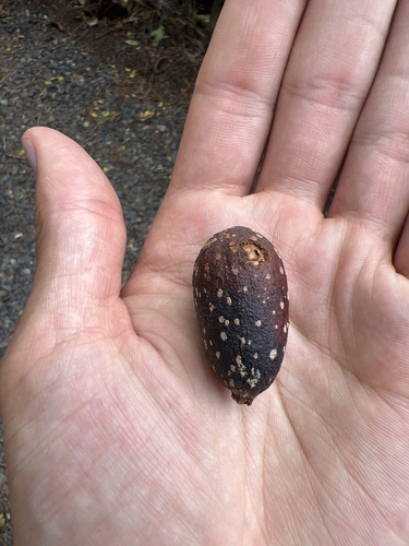 Cedrela odorata - Whole tree