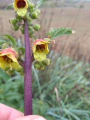 Scrophularia sambucifolia