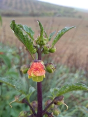 Scrophularia sambucifolia