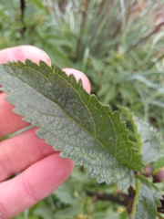 Scrophularia sambucifolia