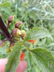Scrophularia sambucifolia
