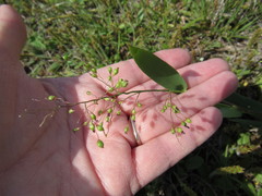 Dichanthelium scribnerianum