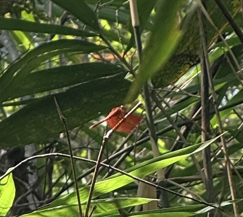 Russet Percher
