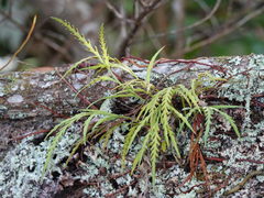 Asplenium flaccidum flaccidum