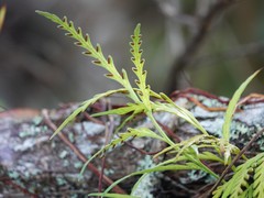 Asplenium flaccidum flaccidum