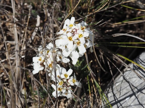 Rock Candytuft (Iberis saxatilis)