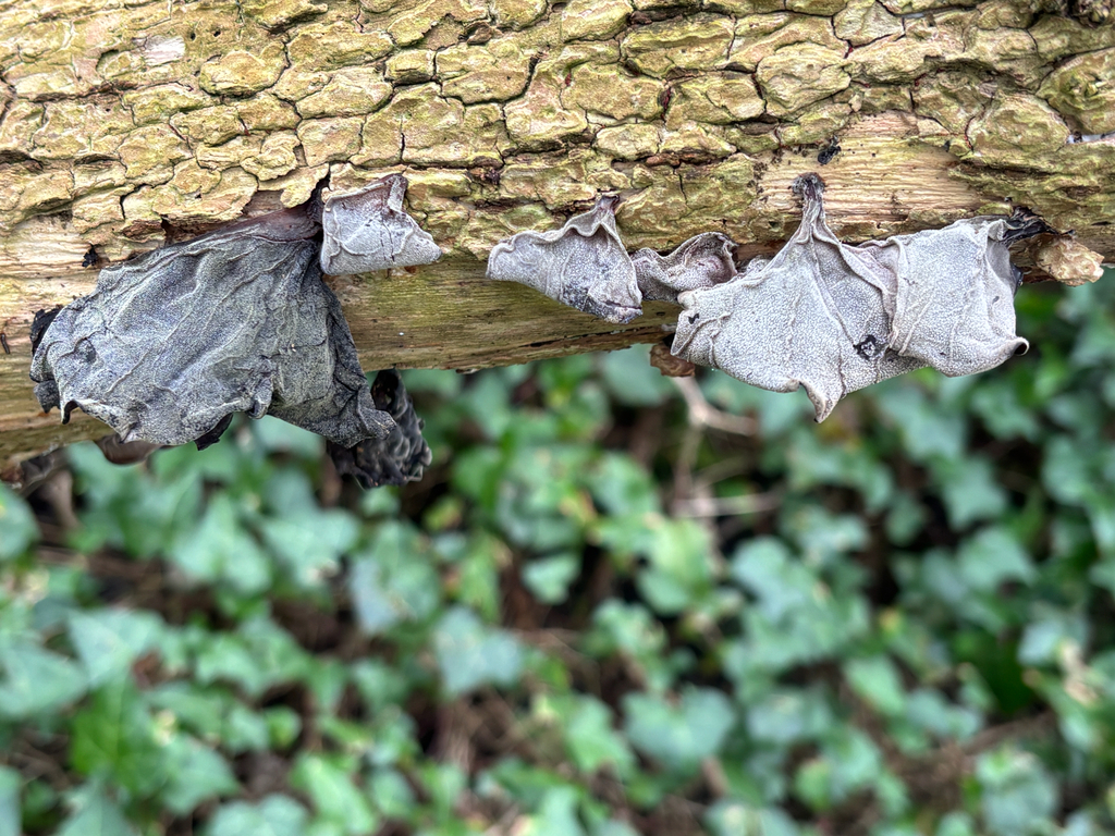 Auricularia auricula-judae · April 2026 · photo: © josehigas (iNaturalist, cc-by)