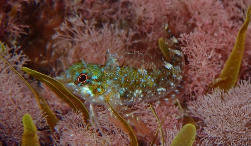 Tripterygion tartessicum