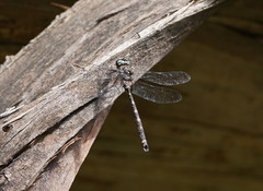 Austroaeschna atrata