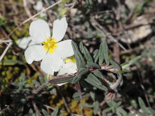 White Rock-rose (Helianthemum apenninum)