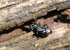 Scopodes