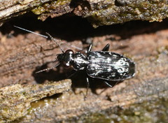 Scopodes