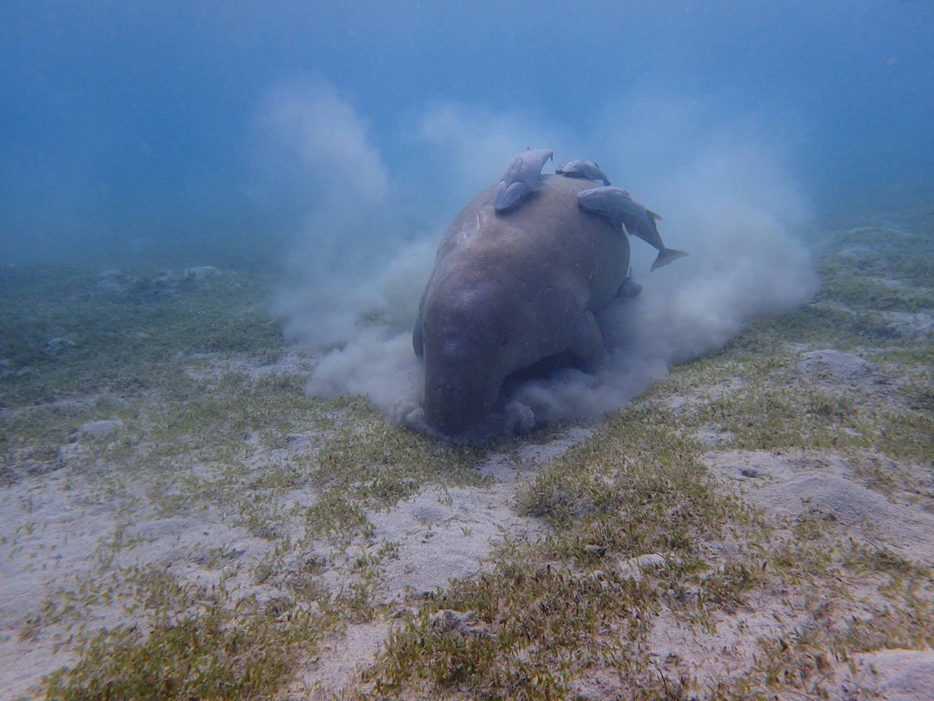 Dugong feeding on seagrass, stirring up sand plumes