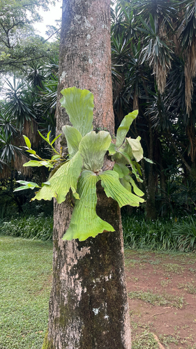 Angola staghorn fern