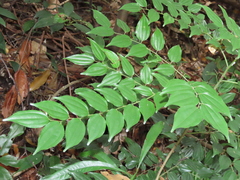 Ziziphus elegans