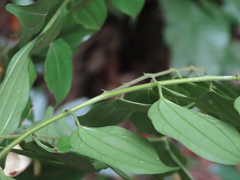 Ziziphus elegans