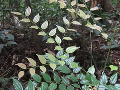 Ziziphus elegans