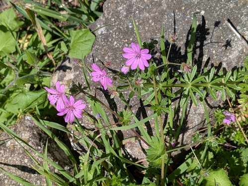 Mediterranean Crane's-bill (Geranium brutium)