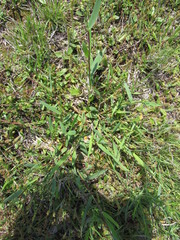 Dichanthelium scribnerianum