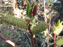 Alnus sieboldiana