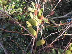 Alnus sieboldiana