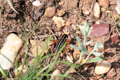 Dorcadion glicyrrhizae