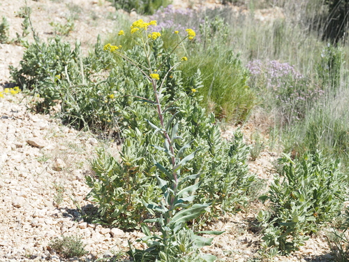 Dyer's Woad (Isatis tinctoria)