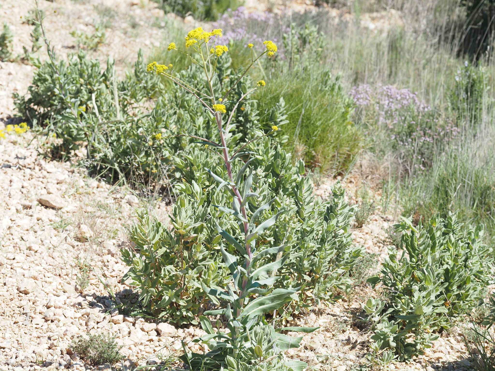 Dyer's Woad (Isatis tinctoria)
