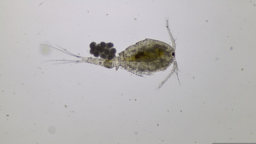Diacyclops bisetosus