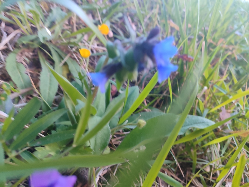 Pulmonaria longifolia; photograph (c) Aitor Labandibar, some rights reserved (CC BY)