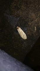 Tigrioides leucanioides