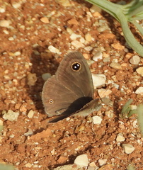 Ypthima asterope asterope