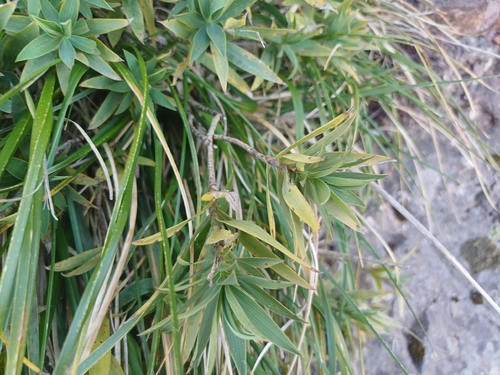 Bupleurum salicifolium, photograph 4