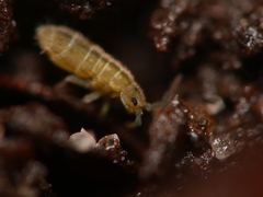 Isotomurus