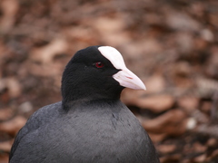 Fulica atra