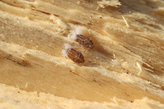 Aphidina
