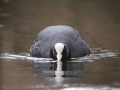 Fulica atra