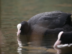Fulica atra