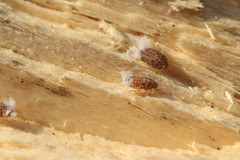 Aphidina