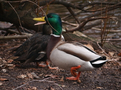 Anas platyrhynchos