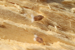 Aphidina