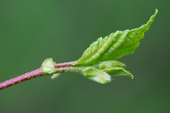 Betula × aurata