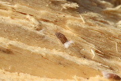 Aphidina