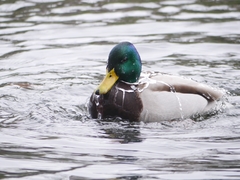 Anas platyrhynchos