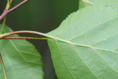 Betula × aurata