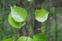 Betula × aurata